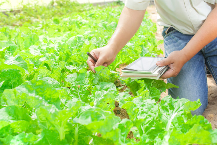 Man Checking Plants In Greenhouse