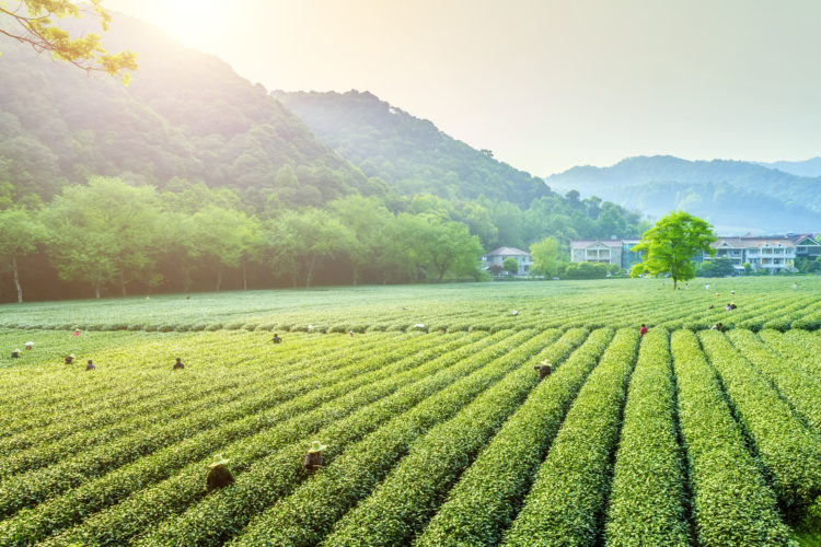 Tea Fields With People Picking Leaves