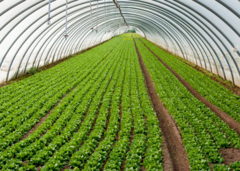 Eco Greenhouse For Plant