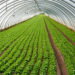 Eco Greenhouse For Plant