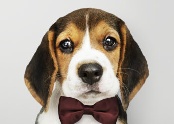 Pets in The Office: Woof Effect for More Productivity?