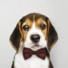 Pets in The Office: Woof Effect for More Productivity?